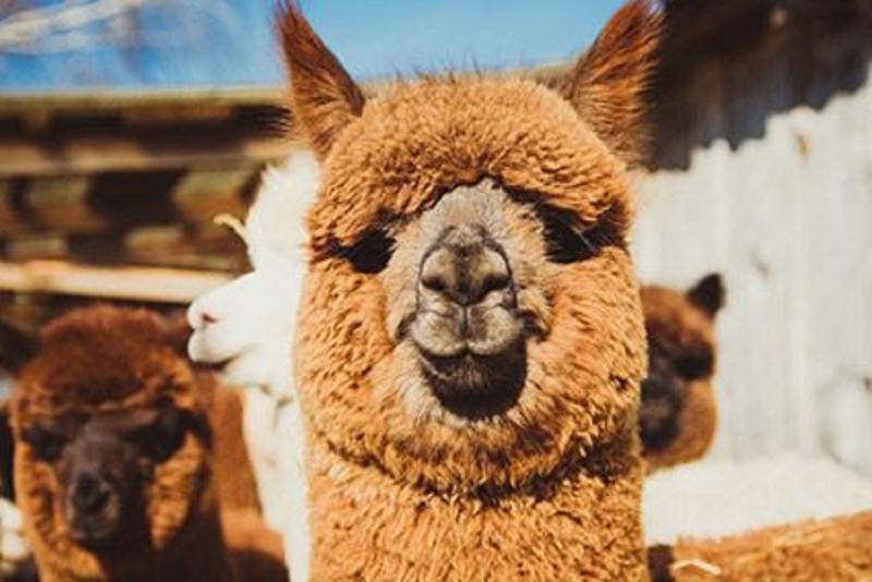 Lạc đà Alpaca