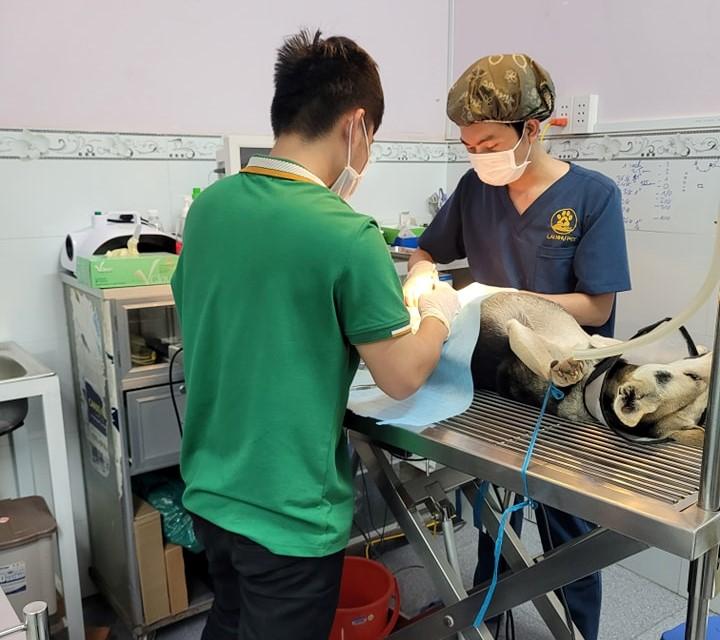 Lai Nhự Pet