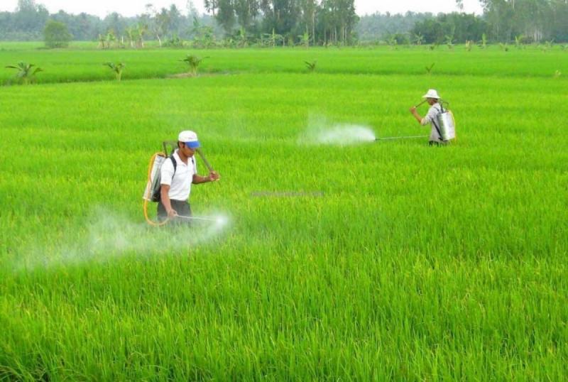 Lạm dụng thuốc trừ sâu
