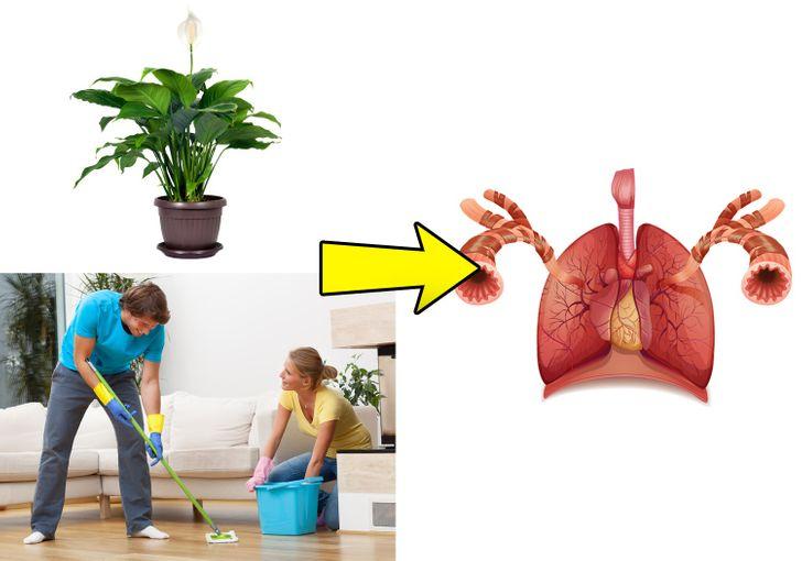 Làm sạch không khí khỏi độc tố