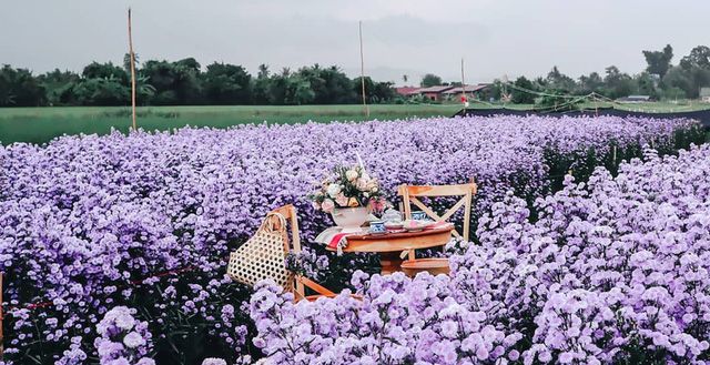 Làm việc ở nông trại hoa
