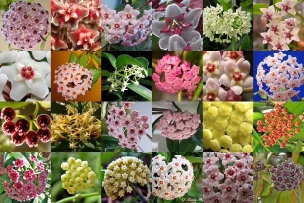 Một số loài Lan Cẩm Cù