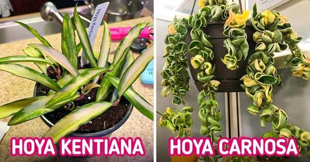 © theyrehydrangeas / reddit, © camisous / reddit