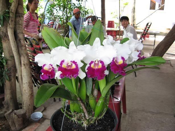 Được mệnh danh là hoàng hậu của các loại lan
