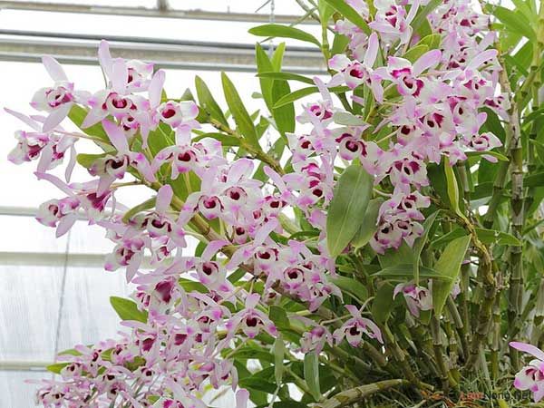 Lan Dendro dễ chăm sóc hơn các loài hoa khác