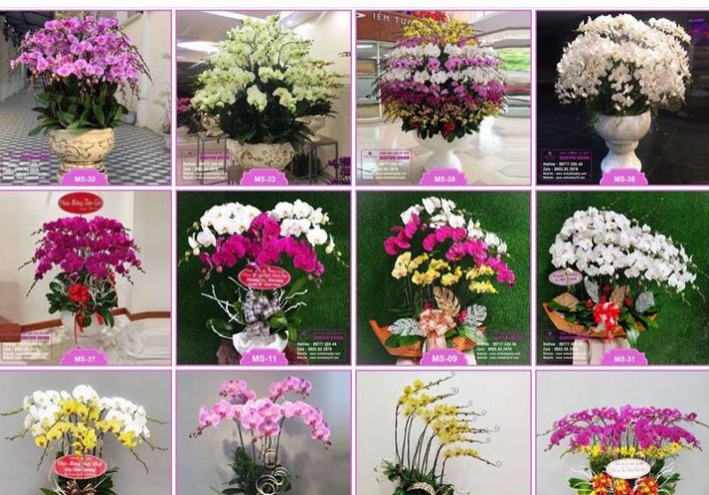 Shop Hoa Lan Hồ Điệp Orchids 79