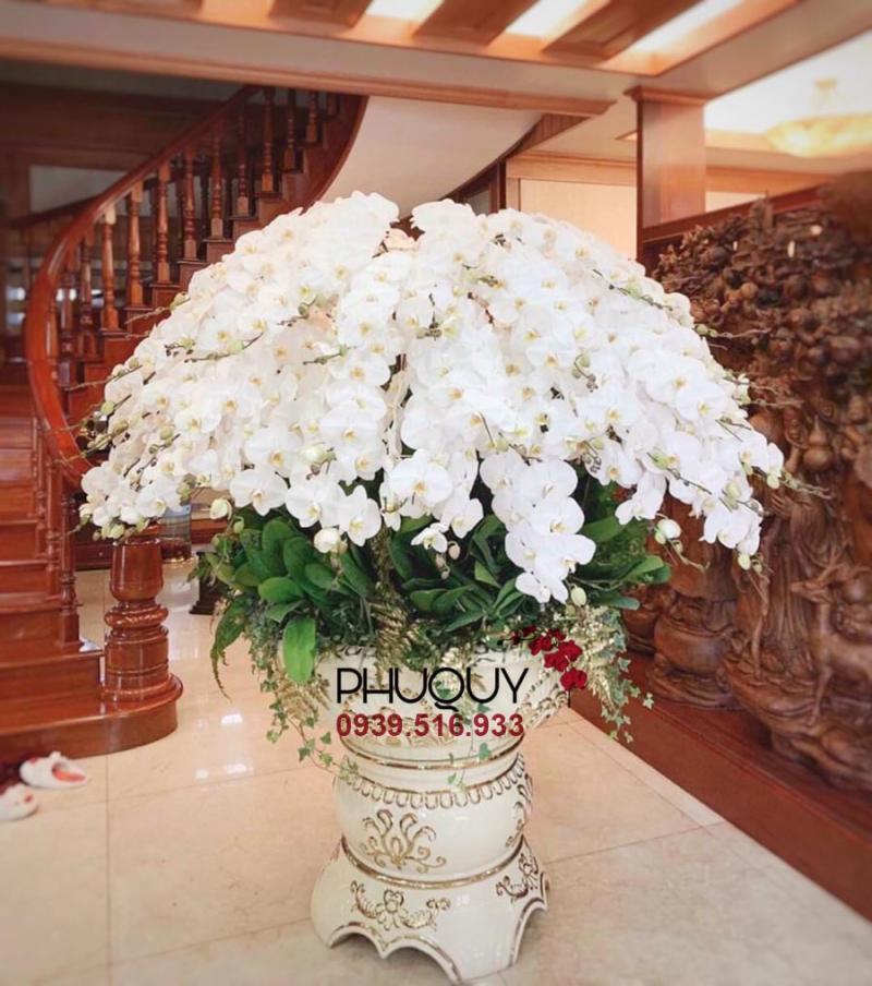 Lan Hồ Điệp - Hoa Lan Phú Quý