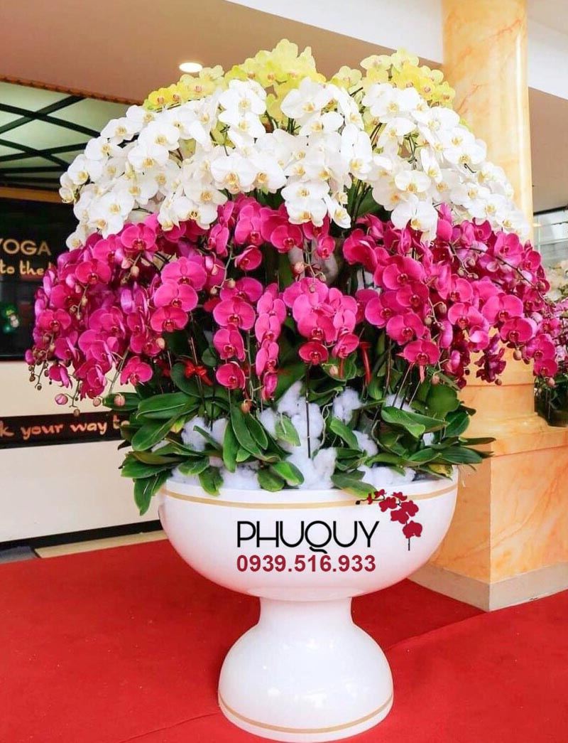 Lan Hồ Điệp - Hoa Lan Phú Quý