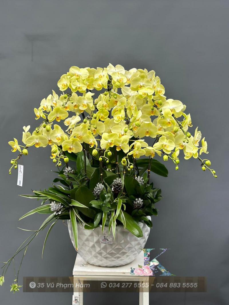 Lan Hồ Điệp - King Flowers