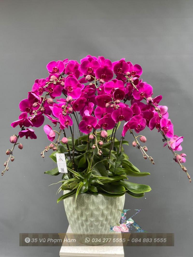 Lan Hồ Điệp - King Flowers