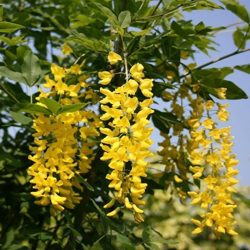 Lan hoàng dương