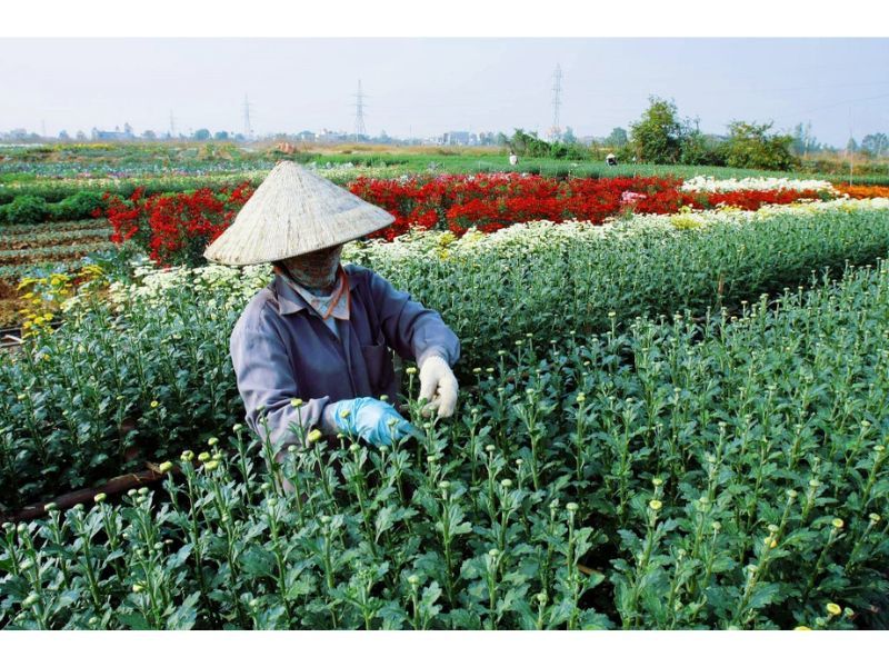 Làng hoa Đằng Hải