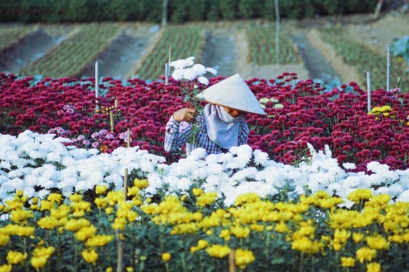 Làng hoa Hạ Lũng - Hải Phòng