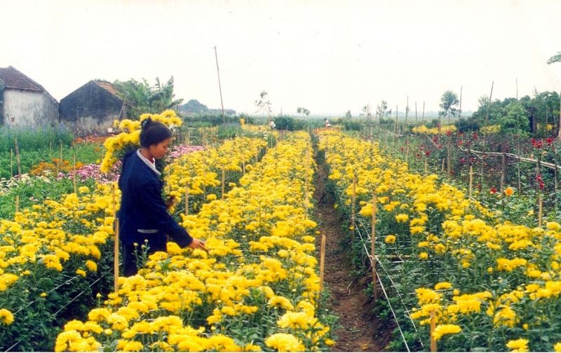 làng hoa Ngọc Hà