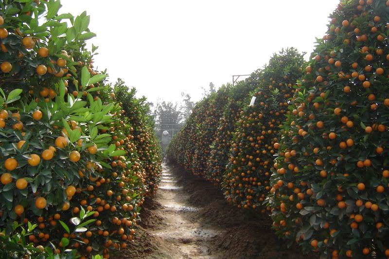 Làng hoa Quảng Bá