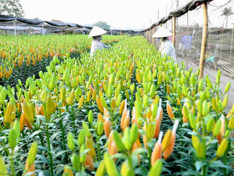 Làng hoa Tây Tựu, Hà Nội
