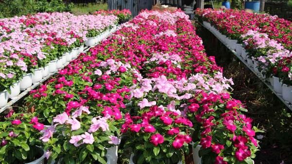 Hoa chậu, hoa cảnh là thế mạnh của làng hoa Xuân Quan