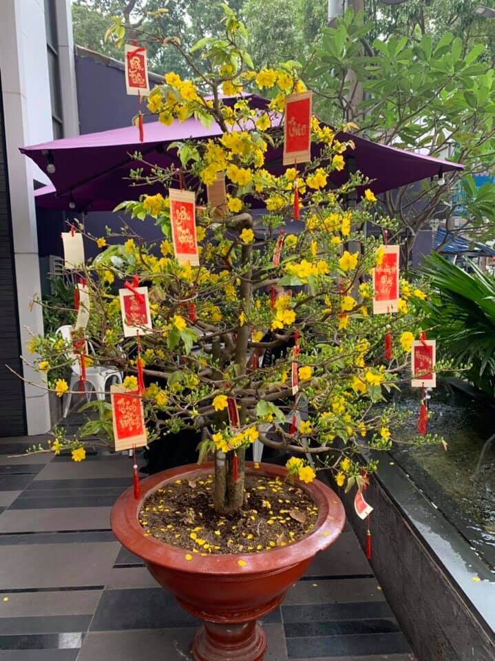 Vườn mai Sáu Hải