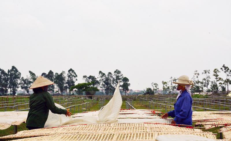 Làng nghề Miến thôn Phượng