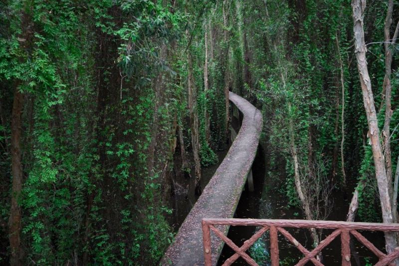 Con đường nhỏ xuyên qua rừng tràm