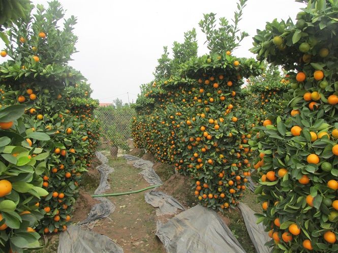 Làng quất Văn Giang, Hưng Yên