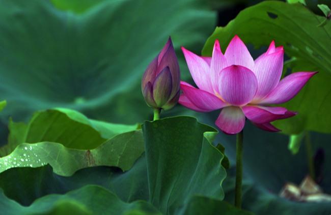 Về thăm nhà Bác