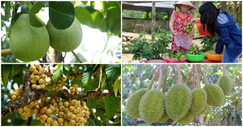 Làng trái cây Đại Bình