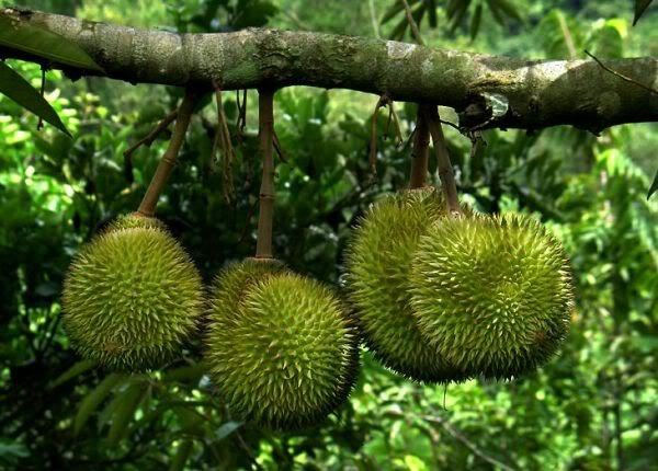 Làng trái cây Đại Bình