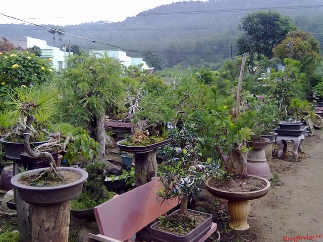 Làng vườn Bách Thuận - Vũ Thư