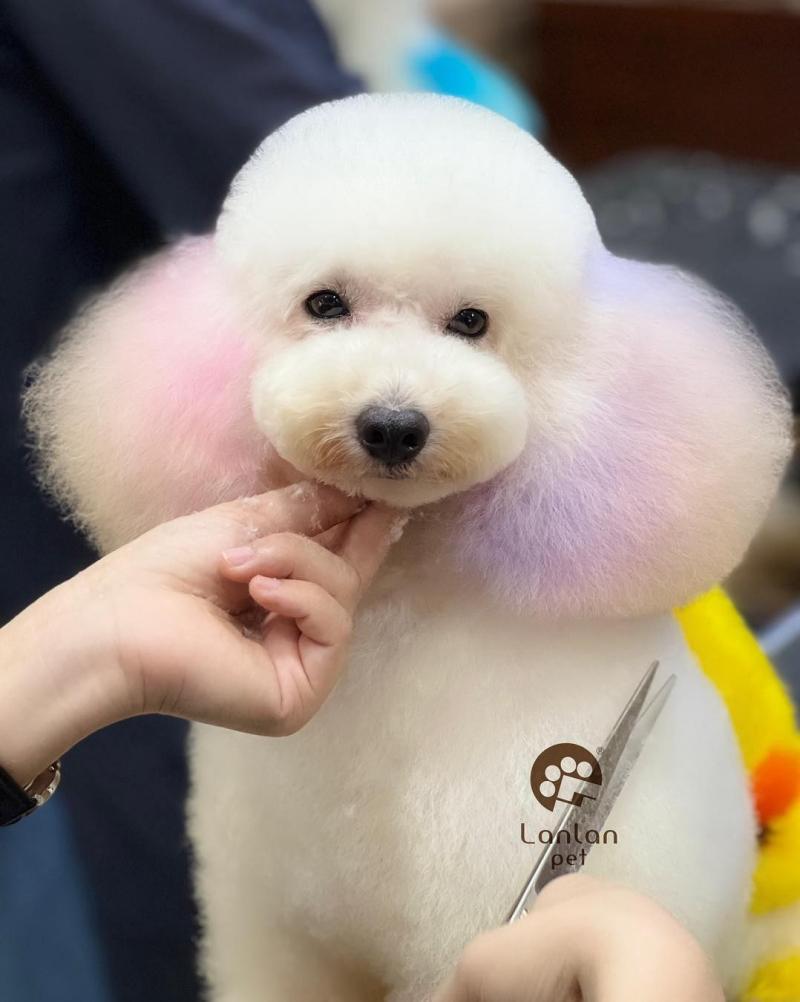 Lanlan Pet