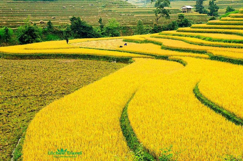 Cánh đồng làng