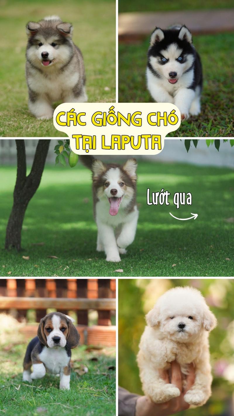 Laputa Farm