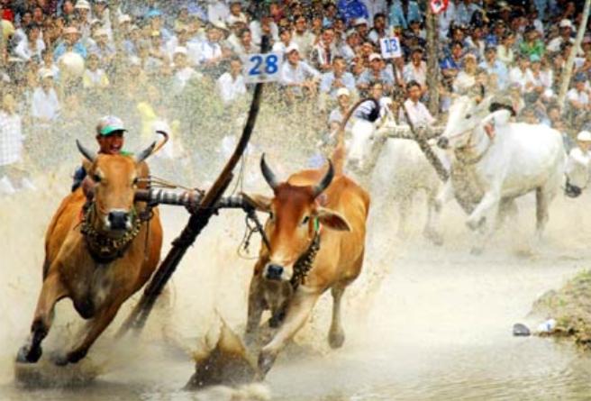 Lễ hội đua bò Bảy Núi
