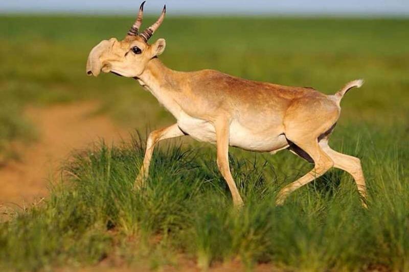 Chú linh dương Saiga với chiếc vòi kì quái