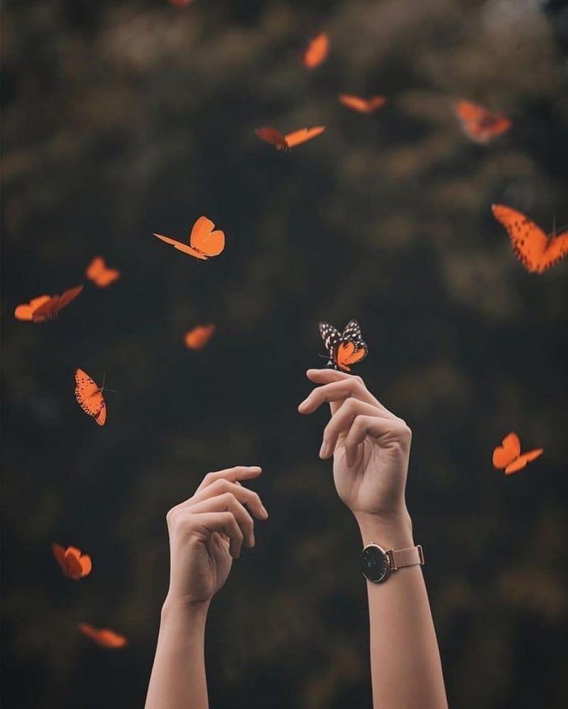 Loài bướm đêm có cơ chế phòng thủ quái dị