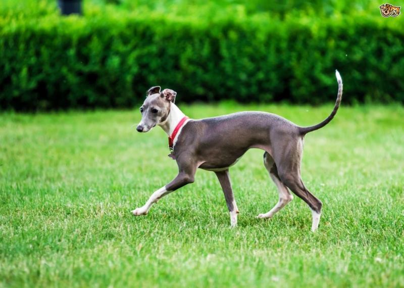 Chó Greyhound