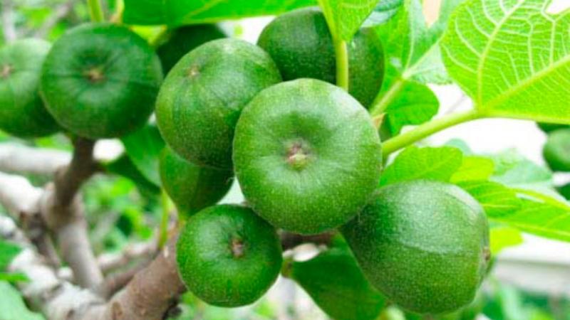 Sung trị táo bón cực kỳ hiệu quả