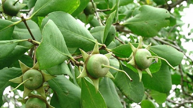 Quả bần