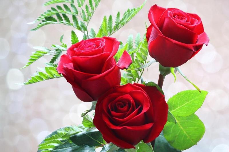 đóa hồng của cuộc đời anh