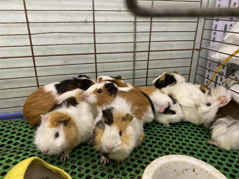 Lolipet Thiên đường thú cưng