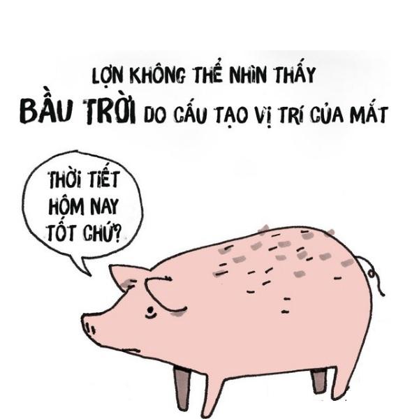 Lợn không thể nhìn thấy bầu trời
