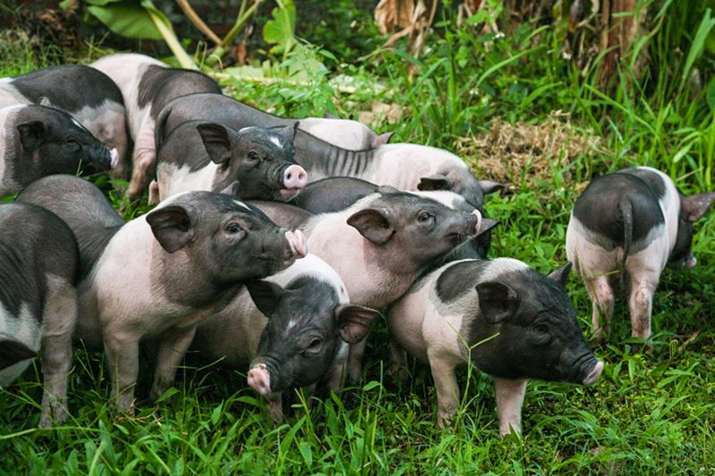 Lợn có khả năng sản xuất cao