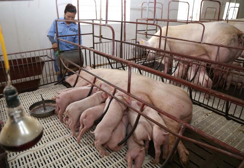Lợn có khả năng thích nghi cao