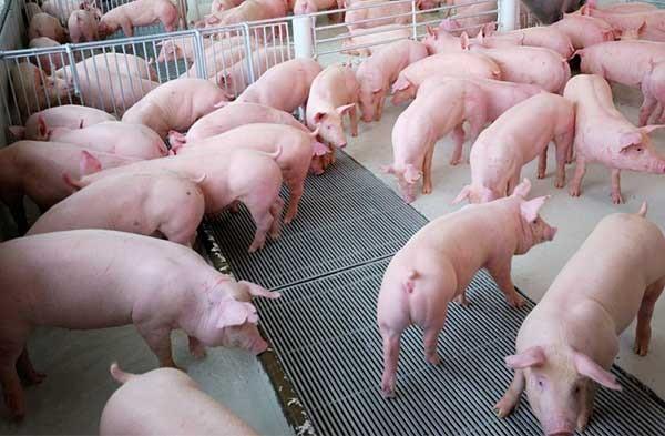 Lợn là động vật ăn tạp và chịu đựng kham khổ tốt