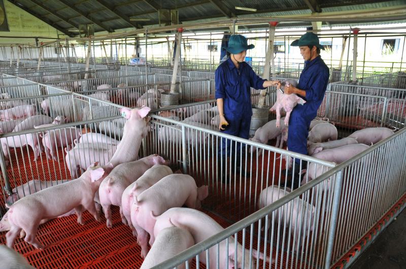 Lợn là động vật ăn tạp và chịu đựng kham khổ tốt
