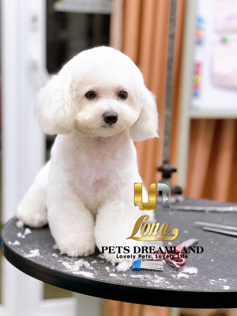 Lona Pets Dreamland