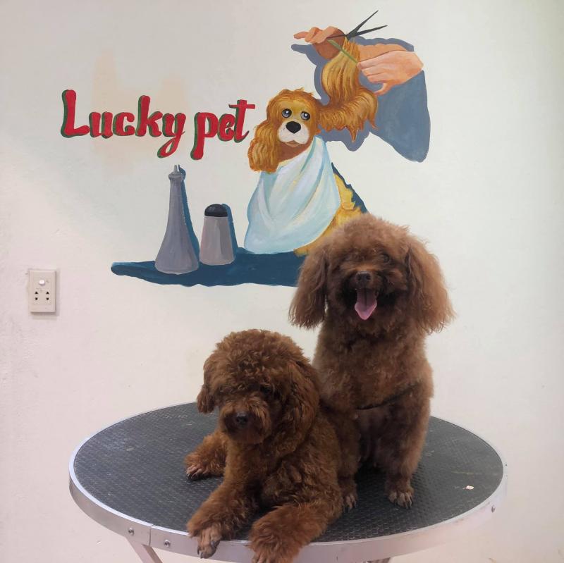 Lucky Pet