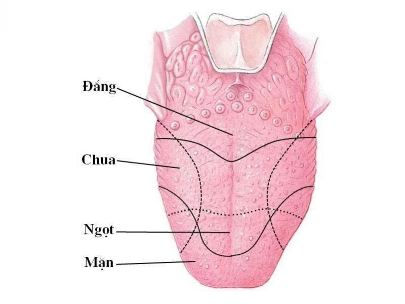 Lưỡi được bao phủ bởi khoảng 8.000 vị giác, mỗi vị giác có tới 100 tế bào giúp bạn nếm thức ăn