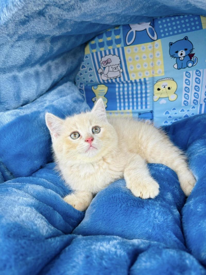 Lup Pet Shop