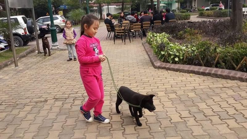 Thường xuyên cho chúng đi dạo để đảm bảo sức khỏe